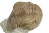 Illaenus Sinuatus Trilobite - Russia #237028-1